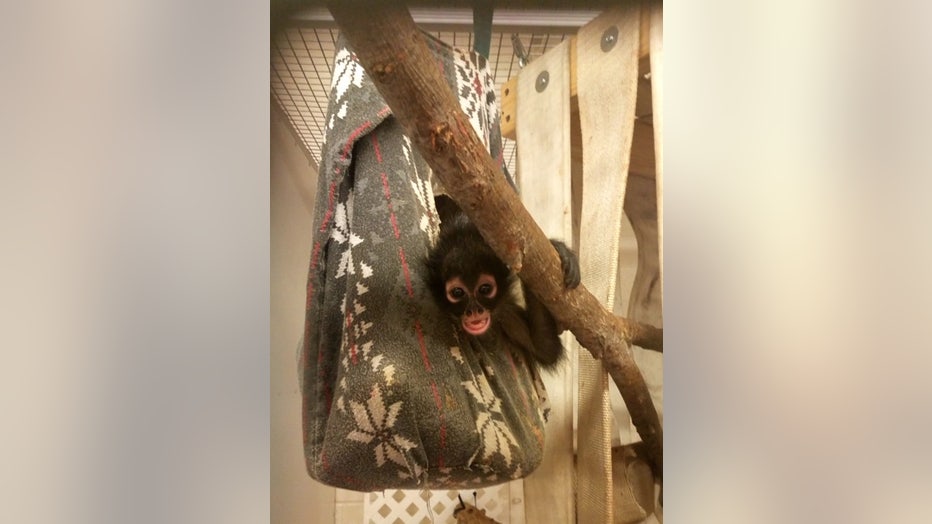 spidermonkey.jpeg.jpg