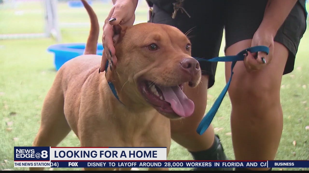 Dog at Orange County Animal Shelter looking for a home