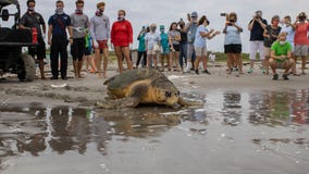 Brevard Zoo releases 370-pound sea turtle back into the ocean