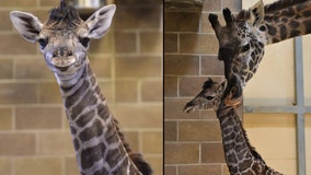 It’s a girl! California zoo welcomes baby giraffe