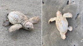 Rare white sea turtle hatchling found on South Carolina beach