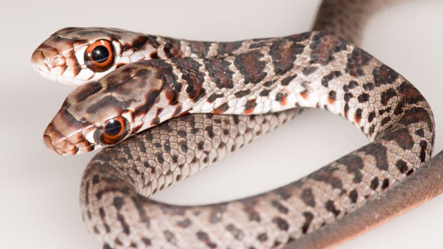 Rare two-headed snake found in Florida home