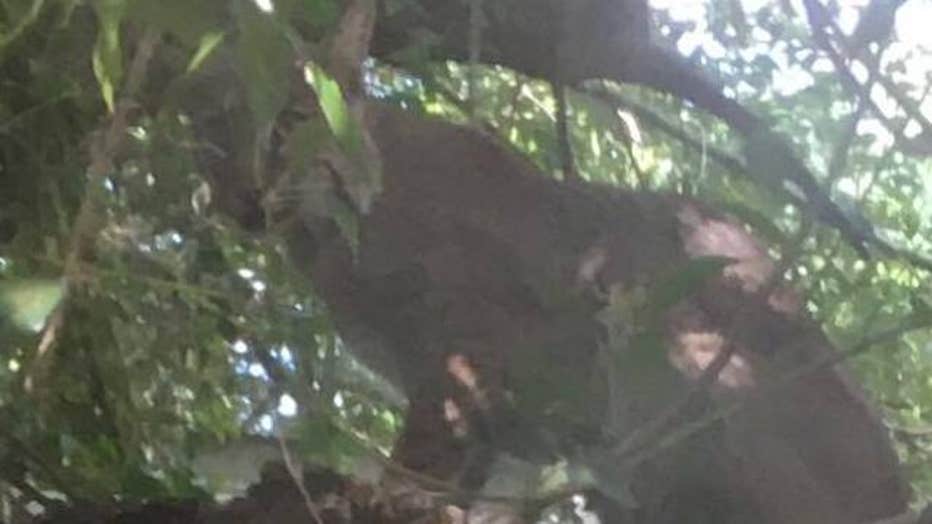 Bobcat