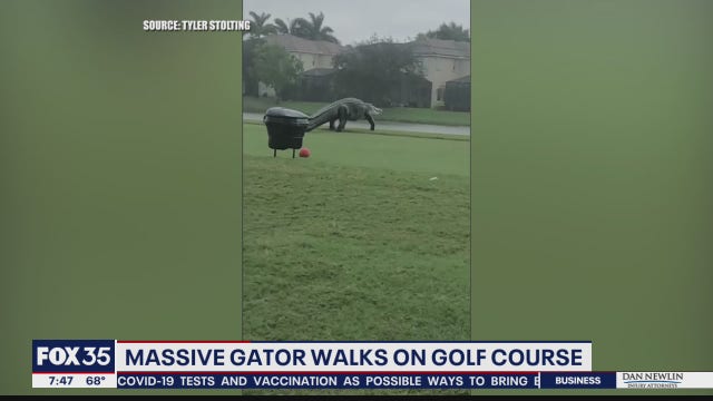 Massive 10-foot long alligator spotted on golf course in Florida