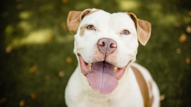 Dog looking for forever home after spending over 200 days in shelter