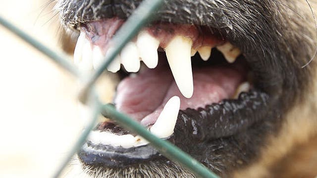 Dog bites Volusia County man's ear off, deputies say