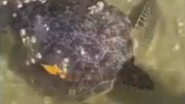 Florida wildlife works help turtle struggling to breathe