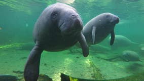 Manatees are dying at an alarming rate in 2021, especially in Central Florida