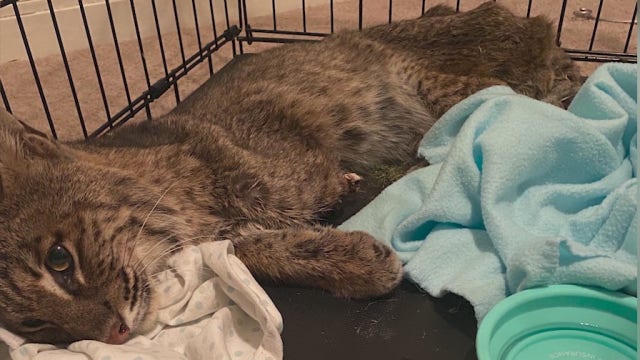 Rescue group says illegal steel traps are severely hurting wild animals