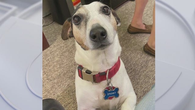 Seminole County couple demands action after dog is mauled to death