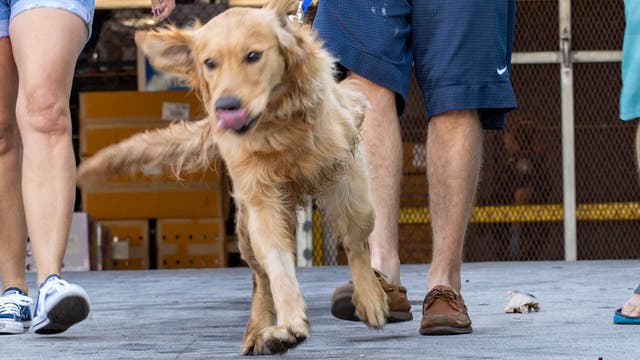 20 golden retrievers saved from slaughter in China arrive in Florida