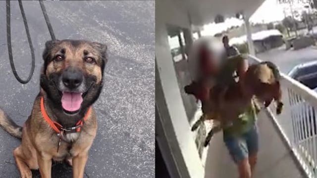 Court to decide custody for dog thrown over Florida motel balcony