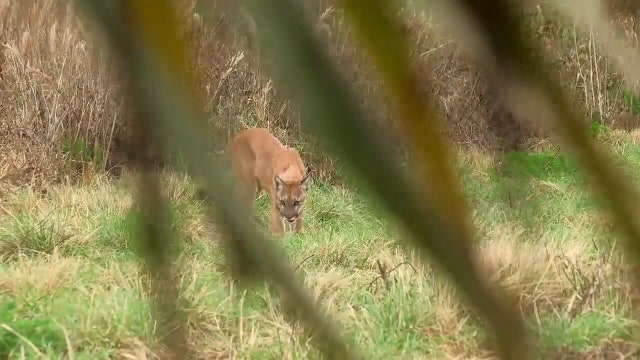 20 Florida panthers killed in 2020, FWC says