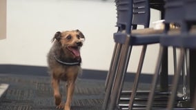 Dogs trained to detect COVID-19 will soon sniff out the virus at Florida Capitol