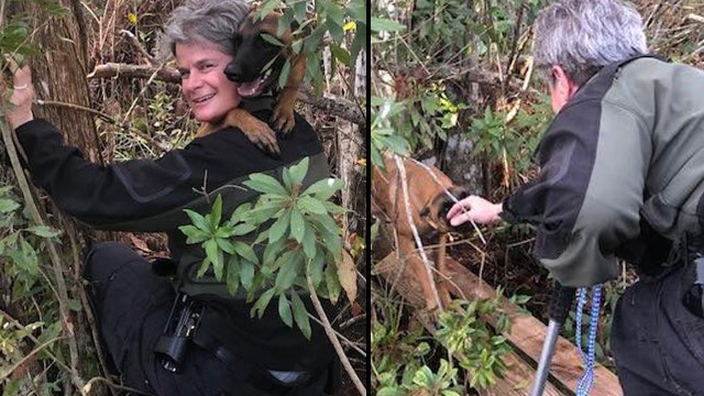 Florida animal enforcement officer saves dog trapped on island known to have alligators