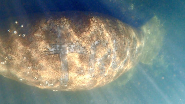 $5,000 reward for information leading to arrest of suspect who scraped 'TRUMP' on manatee's back