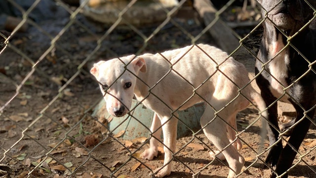 Florida lawmaker files bill to penalize pet owners for abandoning dogs and cats in severe weather
