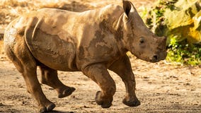 Ranger the rhino calf joins herd at Disney's Animal Kingdom