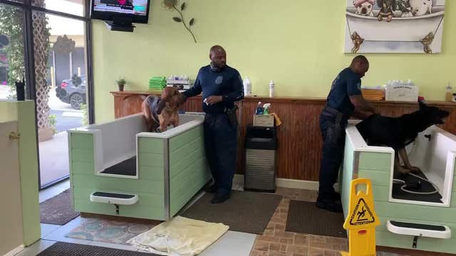 Florida K-9's 'pampered' by handlers at dog wash center