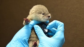 Adorable! Baby otters born for the first time at Discovery Cove