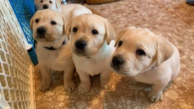 WATCH: Nonprofit launches live puppy cam of canine companions