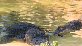 2 rescued alligators, David and Casanova, find permanent home at Gatorland