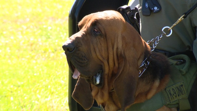 AG, law enforcement pushing legislation that protects Florida police K-9s