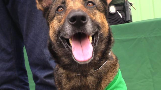 Dog thrown from balcony gets new life with military vet