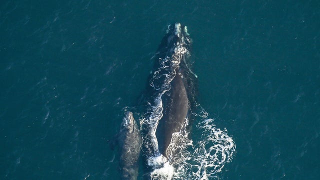 Whale spotted swimming with weeks-old calf off coast of Florida