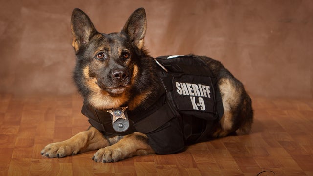 Retired Polk County K-9 Kony dies after years of service