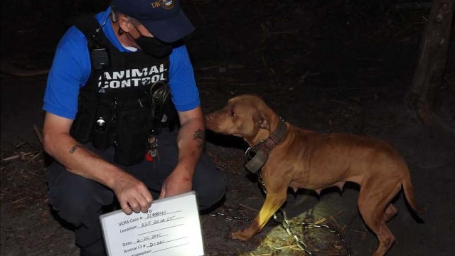 Police: Over 40 dogs rescued from dogfighting ring in Daytona Beach