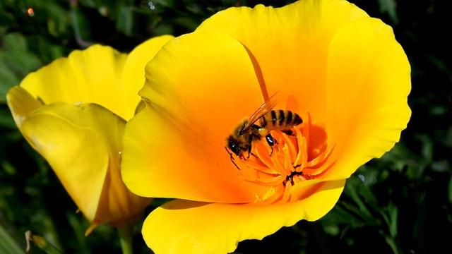 Keep your tissues out! Pollen count remains high in Central Florida