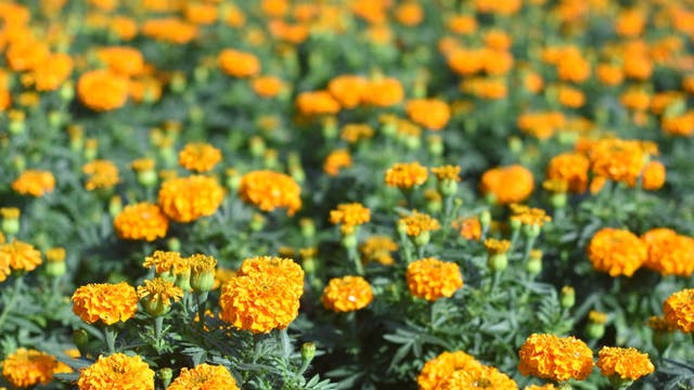 Sunny, cooler weather in Central Florida as we head into Spring