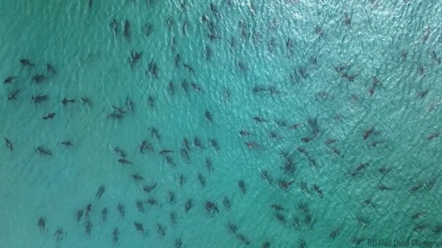 WOW! School of blacktip sharks spotted swimming near Florida beach