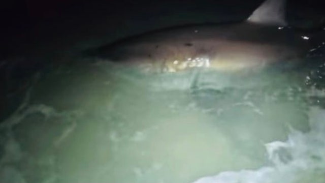 'Catch of a lifetime': 12-foot great white shark caught and released on Florida beach