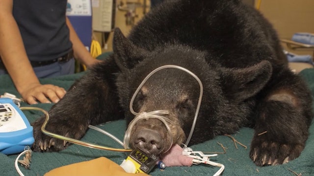 Brevard Zoo bear receiving stem cell treatment for painful disease