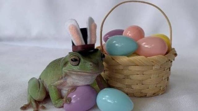 Orlando’s Betty the Frog wins 2021 Cadbury Bunny contest