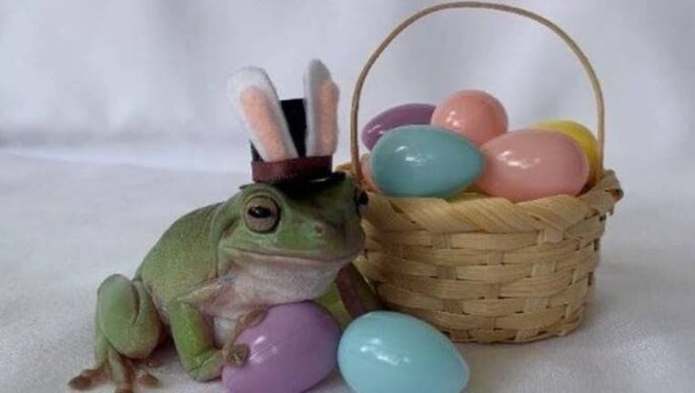 betty the frog