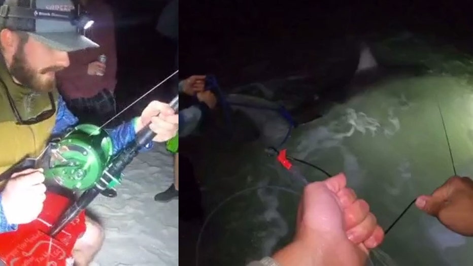 GREAT-WHITE-CATCH.jpg