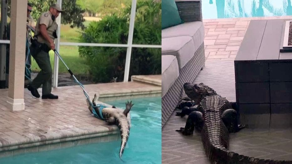 gator-on-lanai