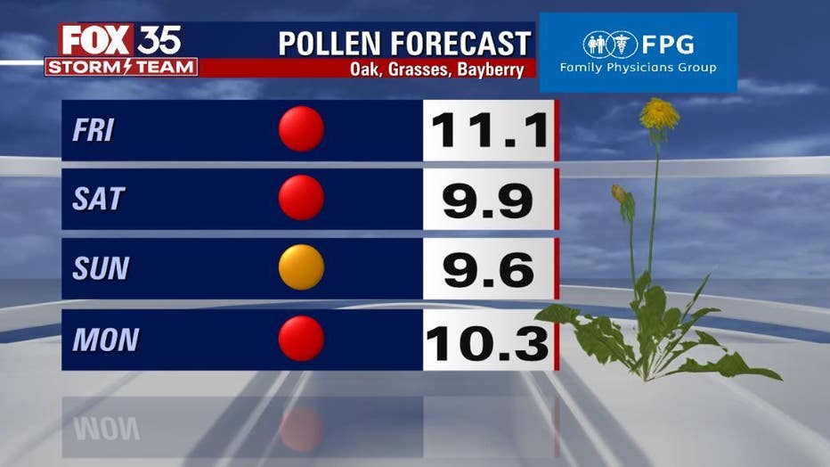 pollen-1.jpg
