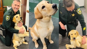 Orange County Sheriff's Office welcomes in labrador Baxter as drug detection dog