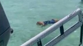 VIDEO: Cat takes swim in Key West while wearing cat-sized life jacket