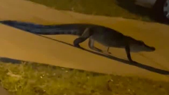 Video: Florida resident spots gator walking through neighborhood