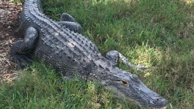 Massive alligator found near pool at Florida home