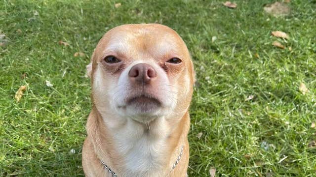 'Demonic Chihuahua' named Prancer gets adopted after viral Facebook post