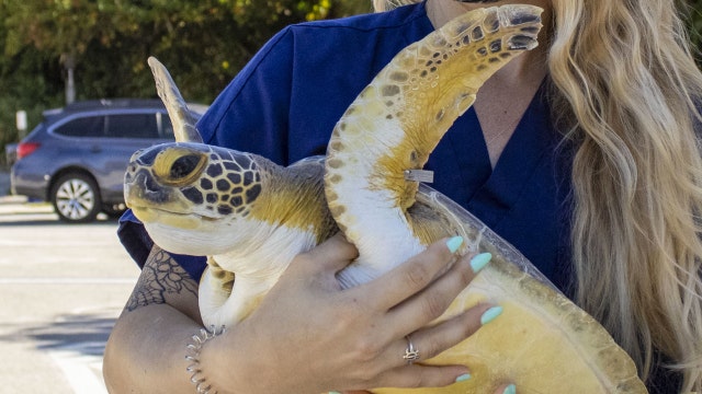 Pumpkin the sea turtle released back into the sea, Florida zoo says