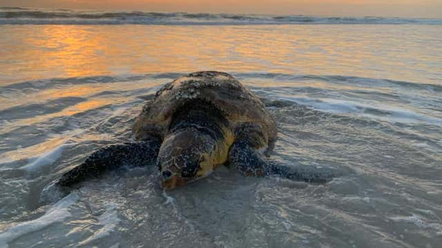 'Sunrise' the turtle rescued along Central Florida beach