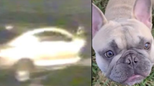Deputies: Photos show car connected to stolen French Bulldog case in Orlando