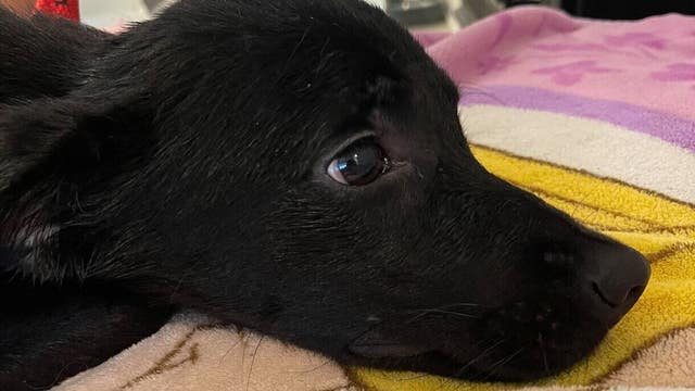 Central Florida rescue seeks help for 'Boo Boo' the dog